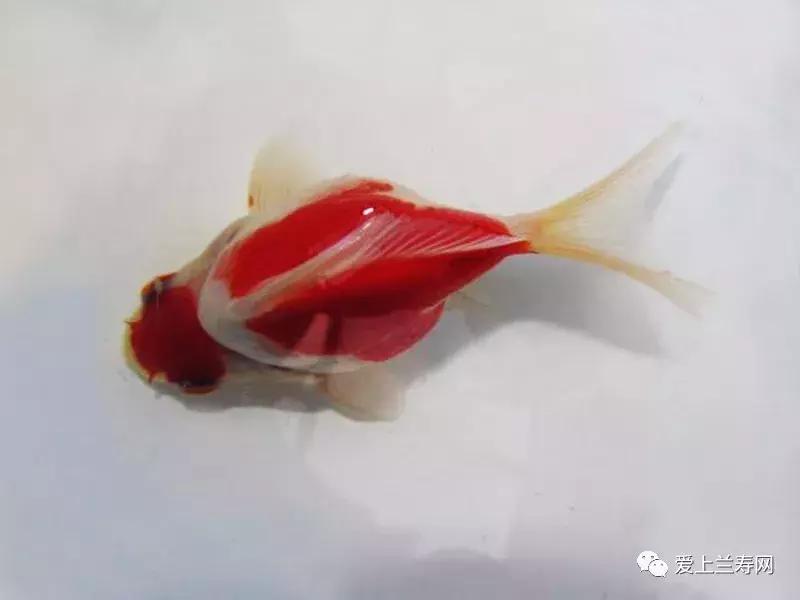 日本金鱼品种大全,日本东京金鱼多少钱一条