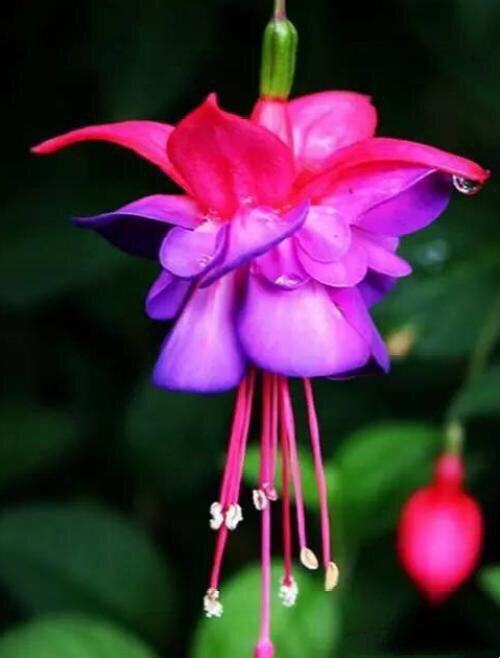 倒挂*钟金**ll彩燕翻飞欲向空，曼妙多姿醉*钟金**