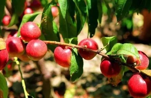 枣油桃产地优点,枣油桃产品介绍