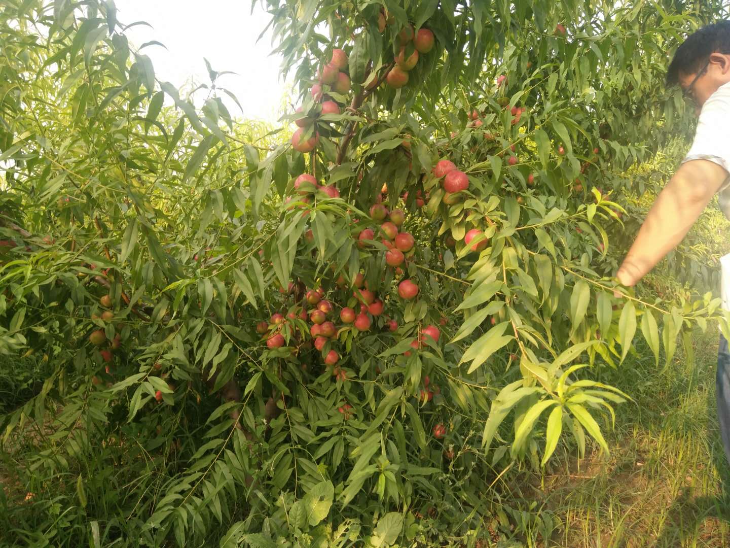 枣油桃产地优点,枣油桃产品介绍