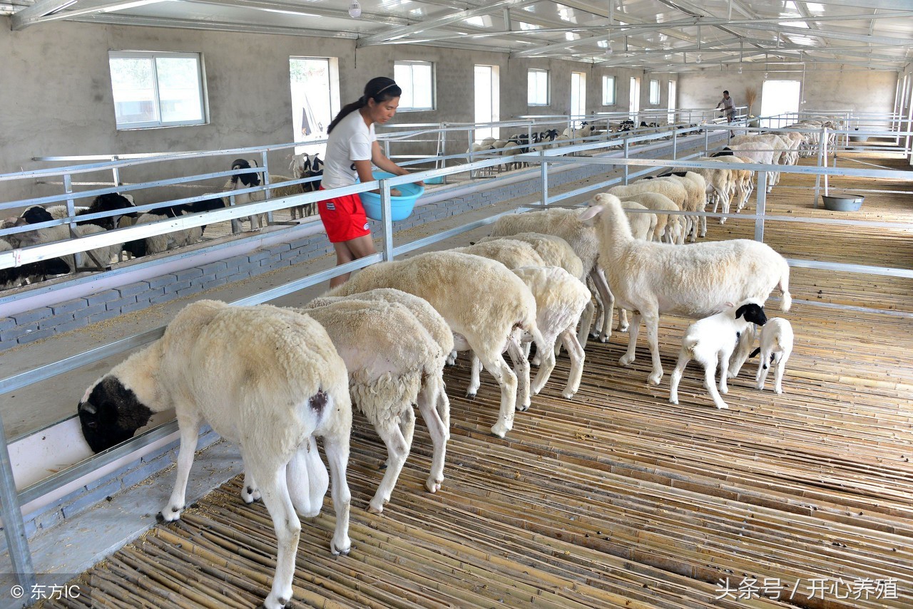 羊会中暑吗什么症状,羊中暑的症状和解决方法