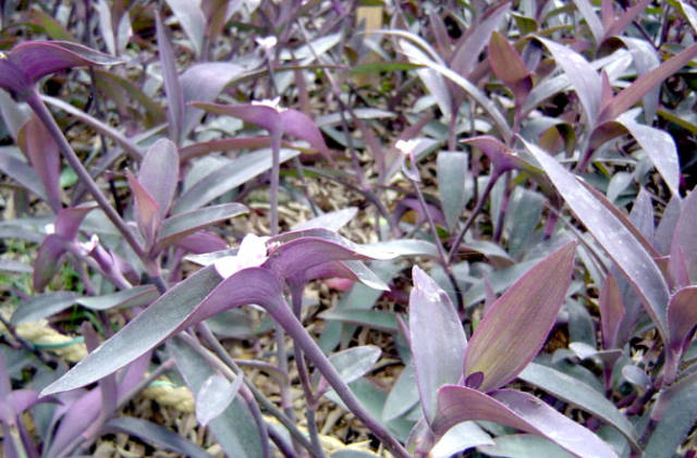 极耐阴花卉不需光照耐寒,光照不够的阳台适合种的耐阴蔬菜