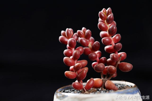 这10种多肉宛如变色龙,有名的七种多肉植物