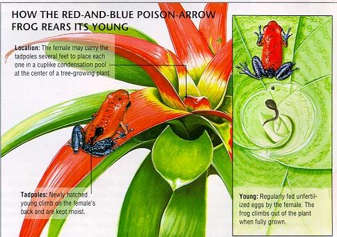这种蛙竟然把蝌蚪背到树上养?蝌蚪们在树上能吃些什么呢?