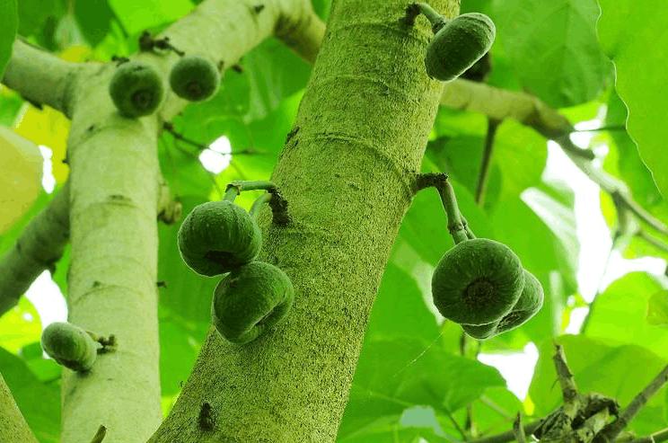 木瓜榕果子有什么作用,木瓜榕好吃吗