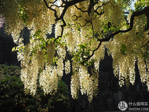 北海道札幌的散步之旅,日本北海道小樽旅游攻略