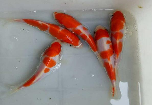 红白大正锦鲤的挑选标准,锦鲤大正三色鱼苗