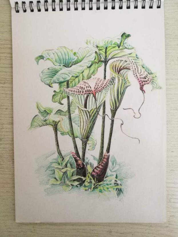 干货彩铅画新手入门必知,初学者彩铅画材推荐