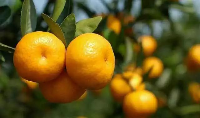 万能药芸苔素内酯,芸苔素内酯可以连续用吗