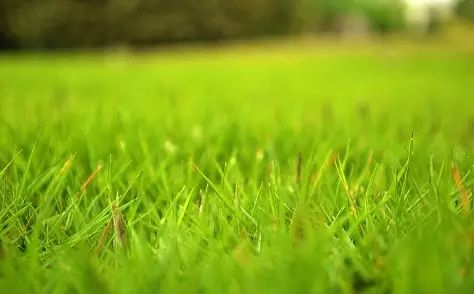 万能药芸苔素内酯,芸苔素内酯可以连续用吗