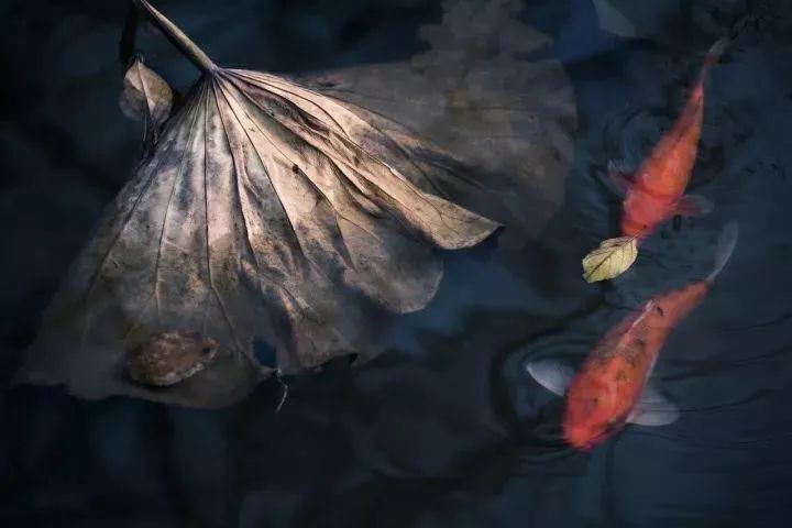 习*平近**总书记带火的那些诗词