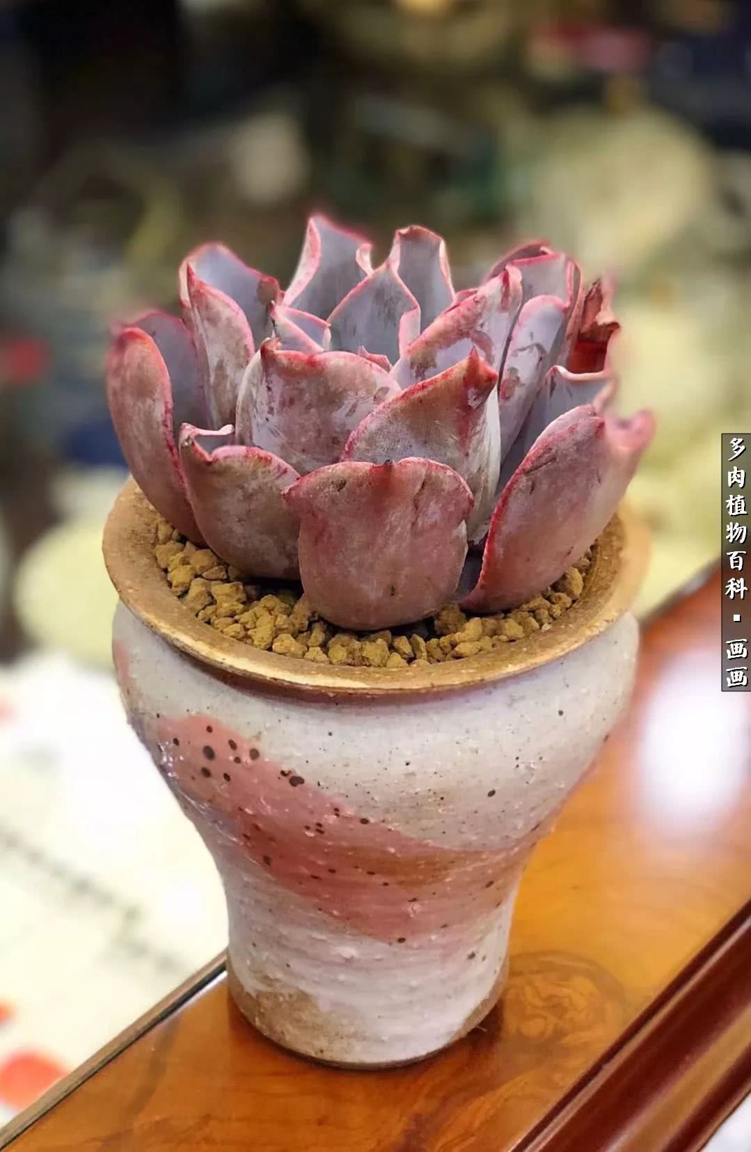 鍒氬ソ閬囪浣犵編濂虫埛澶栫増,鍒氬ソ閬囪澶氳倝