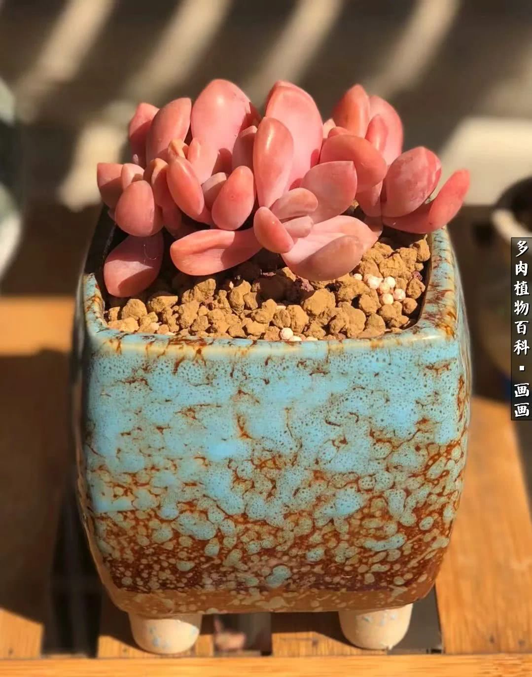 鍒氬ソ閬囪浣犵編濂虫埛澶栫増,鍒氬ソ閬囪澶氳倝