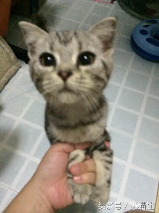 养猫常听的7个谣言猫拒绝背锅,养猫人一定要知道的猫粮