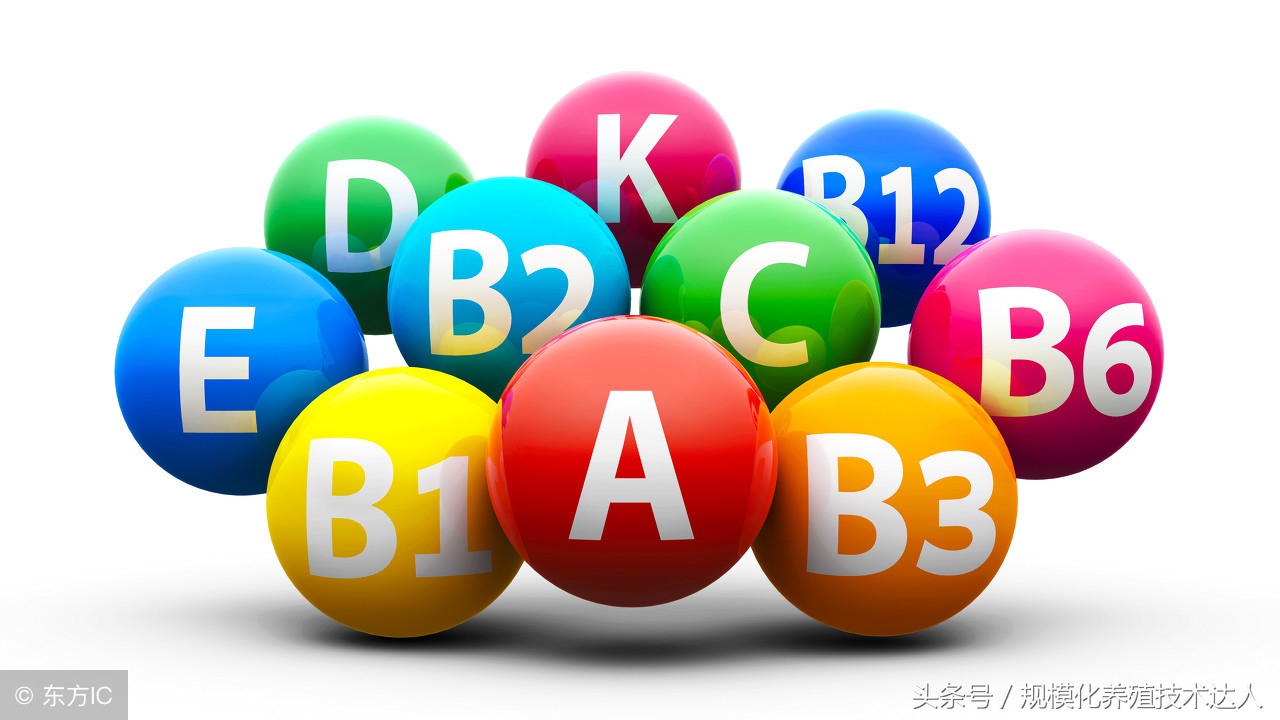 如何给猪补充微量元素？严重的还有可能导致仔猪死亡！