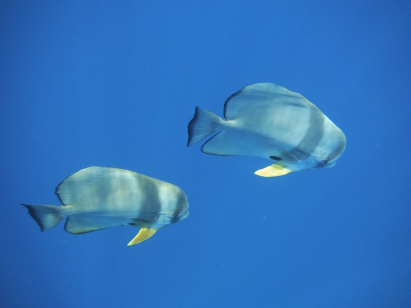 马尔代夫卡戴帕茹岛游记,马尔代夫班度士攻略