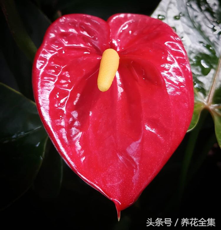 红掌一直掉叶子怎么办,红掌叶子发黄最简单的处理方法