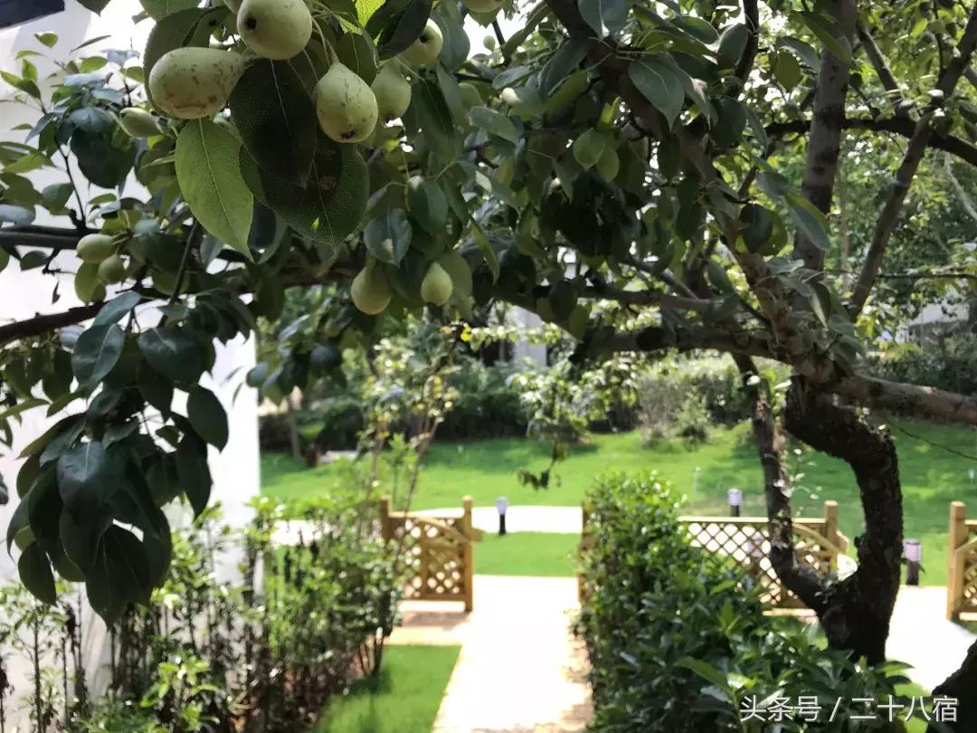 她在南京,南京谷里熏衣草庄园最佳观赏期