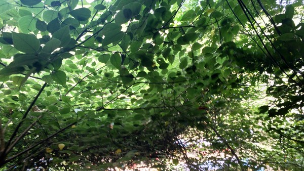 高冠瀑布风景,高冠瀑布游记