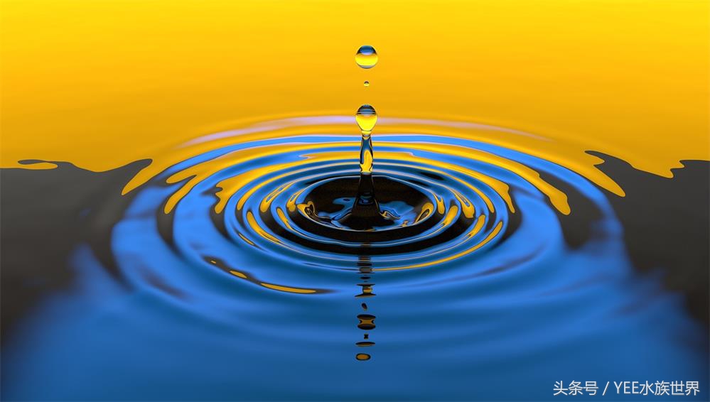 开缸养水没有捷径可走,生态缸养鱼开缸过程