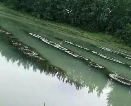 小龙虾进笼方法,小龙虾进塘之前用什么药浸泡为好