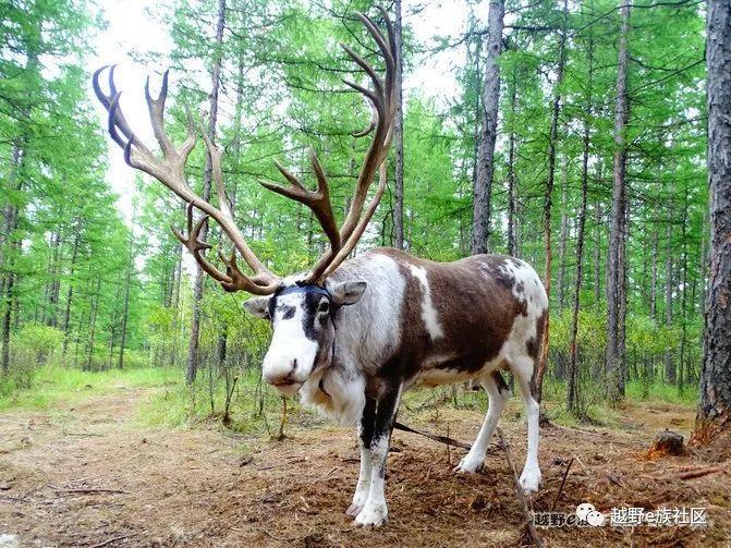 无法忘记的第一次草原之旅,一生必去一次的草原