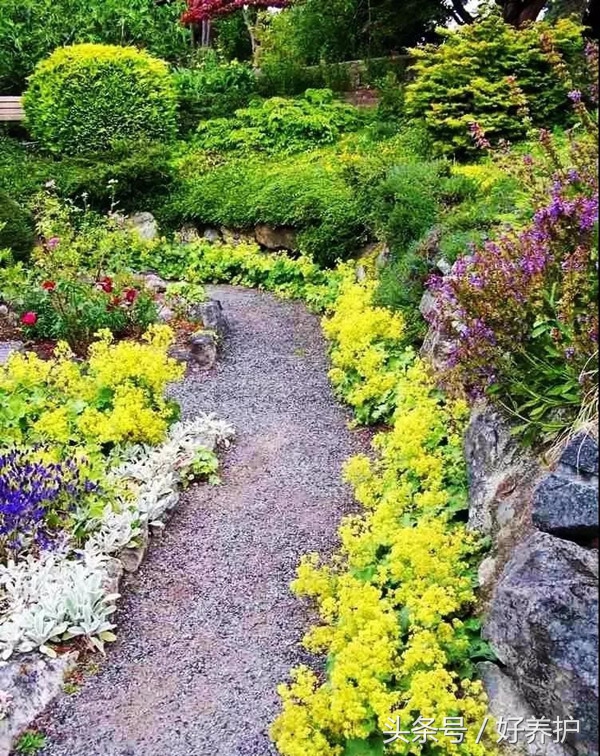 地被植物花园点缀,地被植物铺地