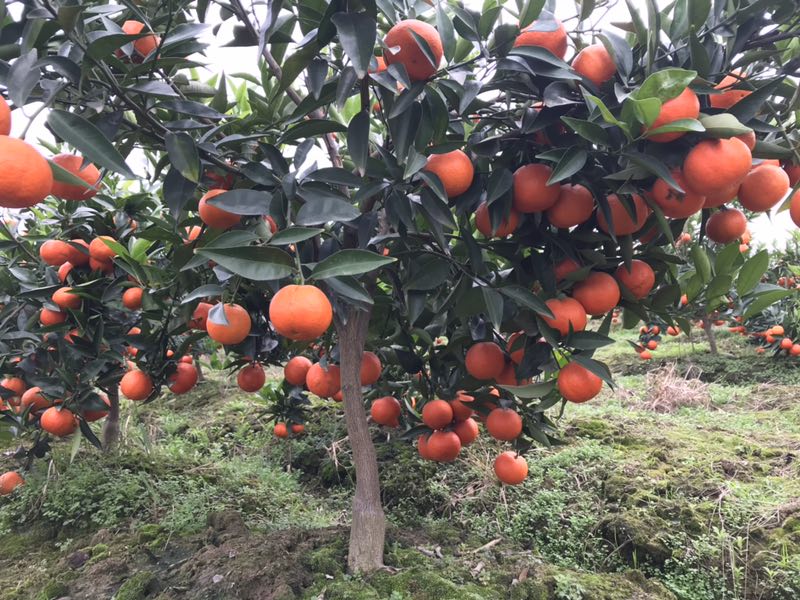 如何经营水果产业,怎么样才能把水果行业做大做强