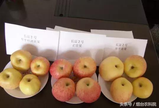 苹果表皮发黄是怎么回事,苹果表面发白怎么回事