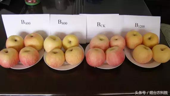 苹果表皮发黄是怎么回事,苹果表面发白怎么回事