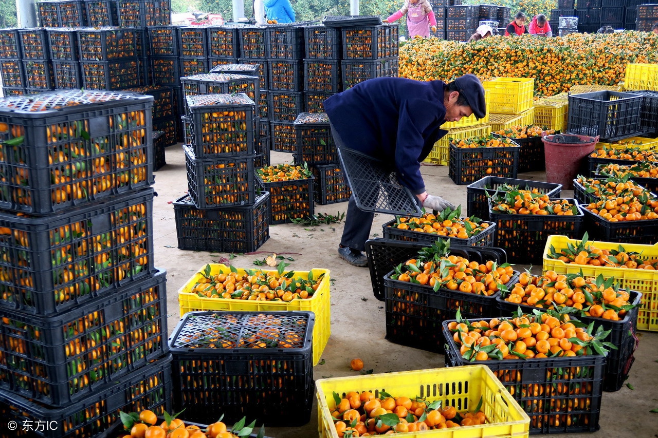 如何经营水果产业,怎么样才能把水果行业做大做强