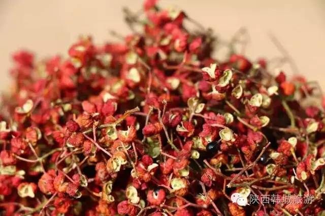 陕西韩城万亩花椒,急需大量采椒客