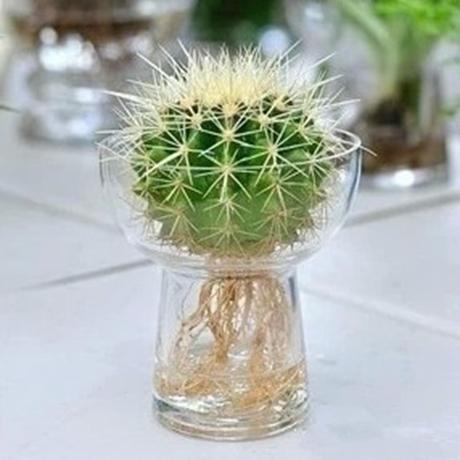 如何养出好看的水培植物,植物椰子水培怎么养护视频