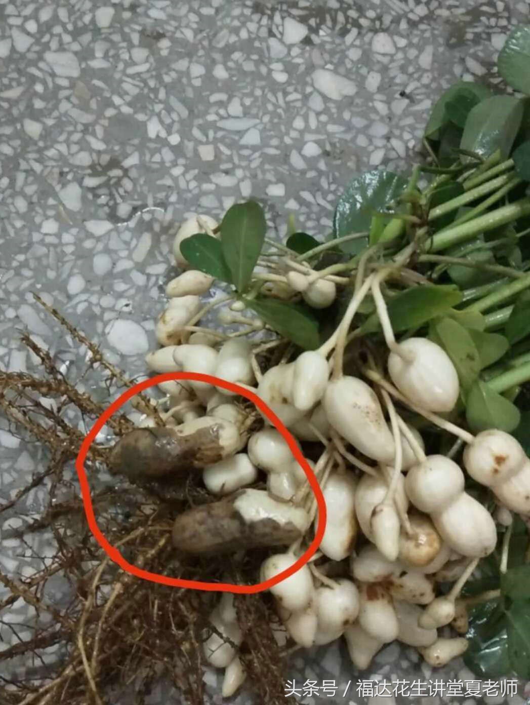 花生果腐病用什么药治疗,花生的果腐病的拌种与治疗