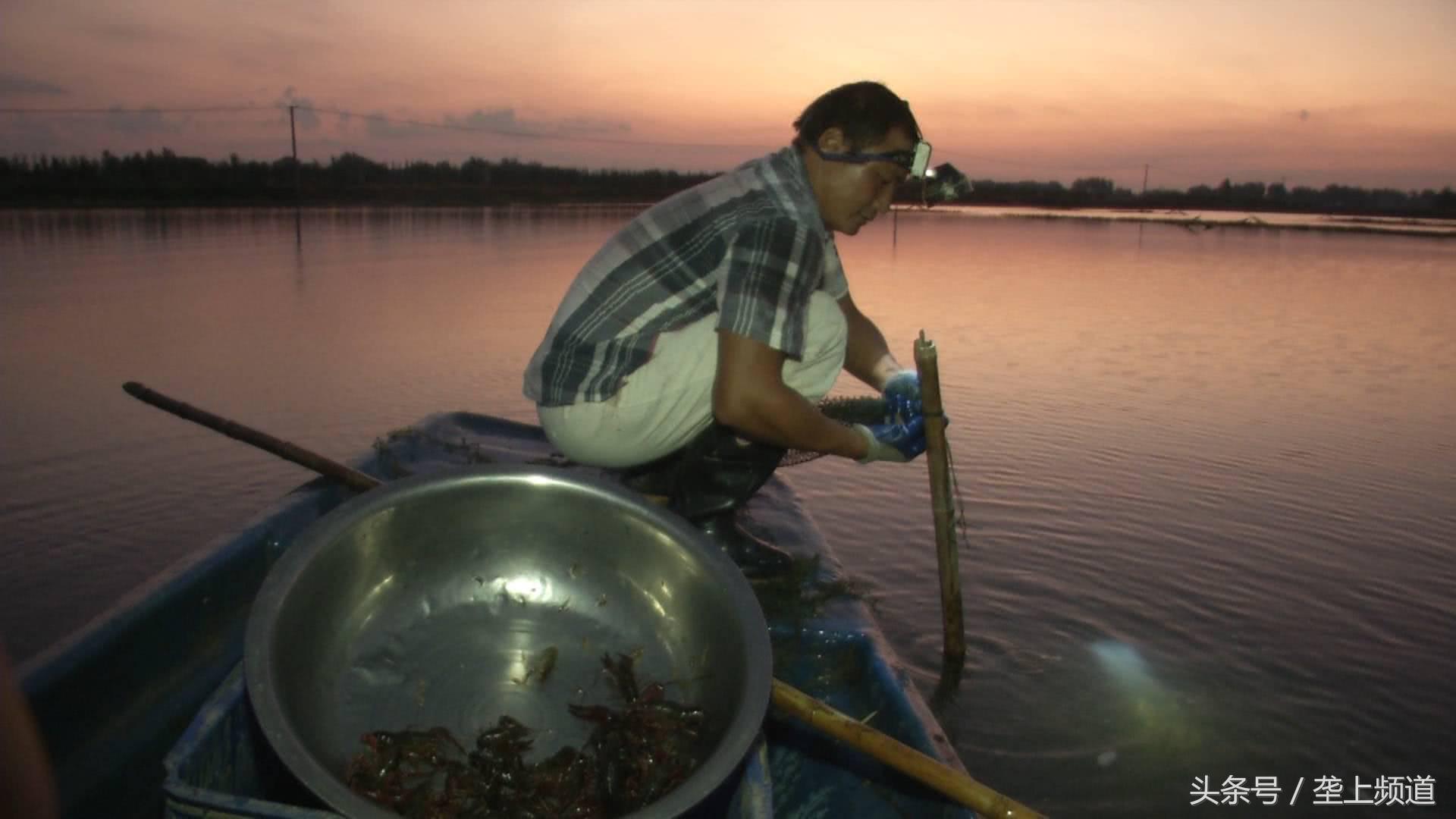 抓捕小龙虾的视频,小龙虾抓捕