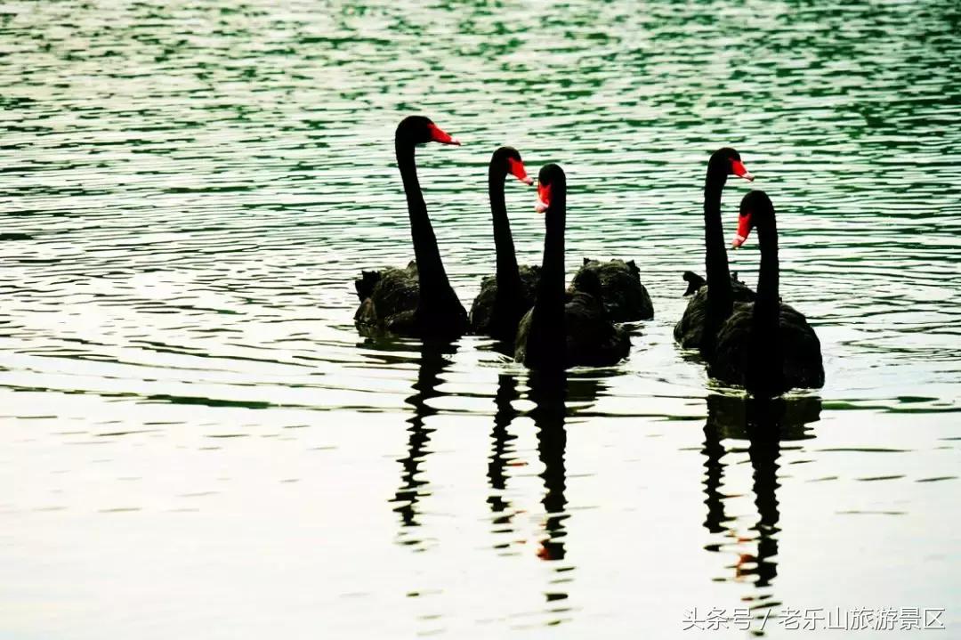 又双叒叕来搞事，解锁“网红”打卡新姿势，老乐山网红走廊等你来