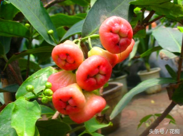 那么贵的水果能不能少买点,这么贵的水果怎么还不好吃