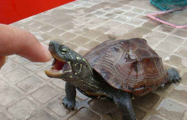 被乌龟咬到了该如何让快速松口呢,被乌龟咬住怎样让它松口