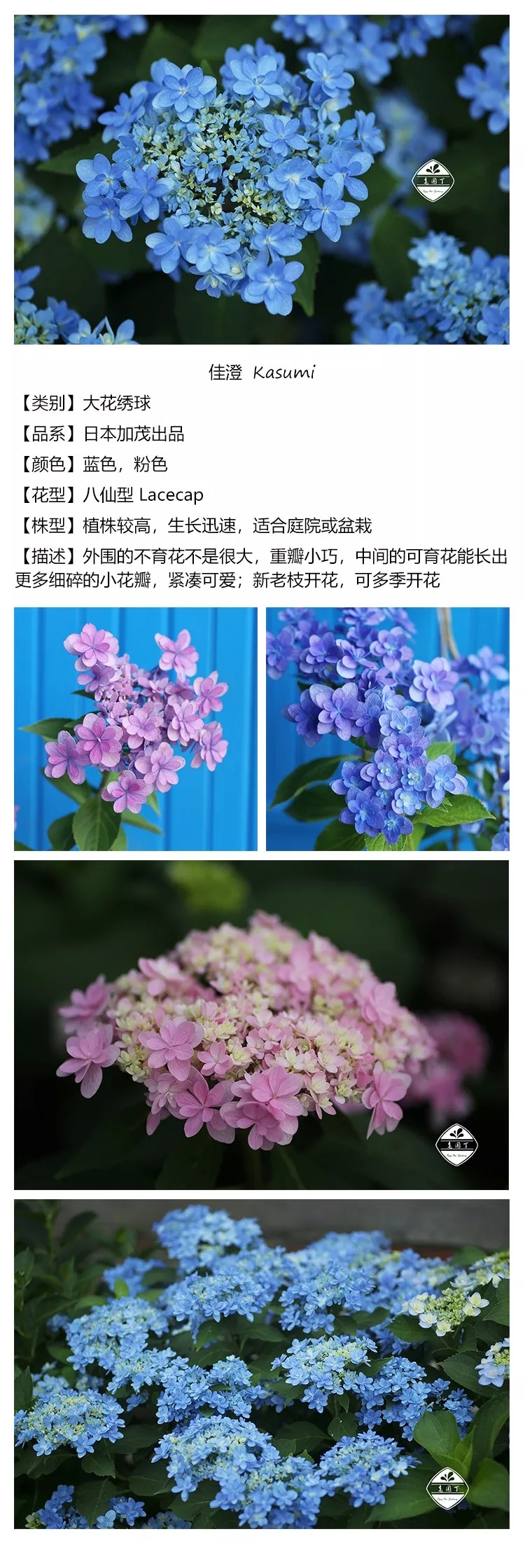 绣球花佳橙怎么样,绣球佳澄特性