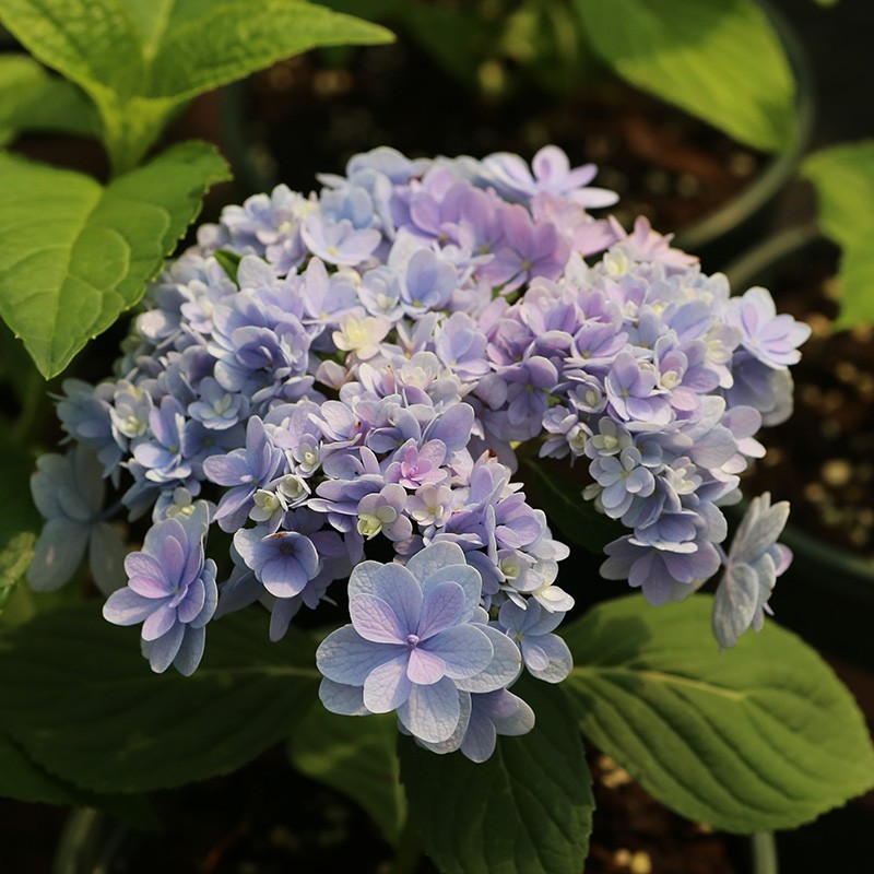 绣球花佳橙怎么样,绣球佳澄特性