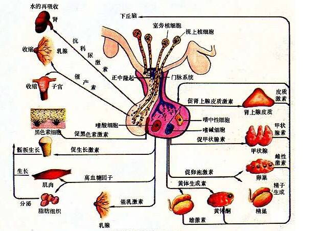 人体解剖学内分泌系统视频讲解,人体解剖学神经内分泌学