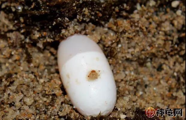 如何拯救虚弱的幼龟,怎么救乌龟不吃东西