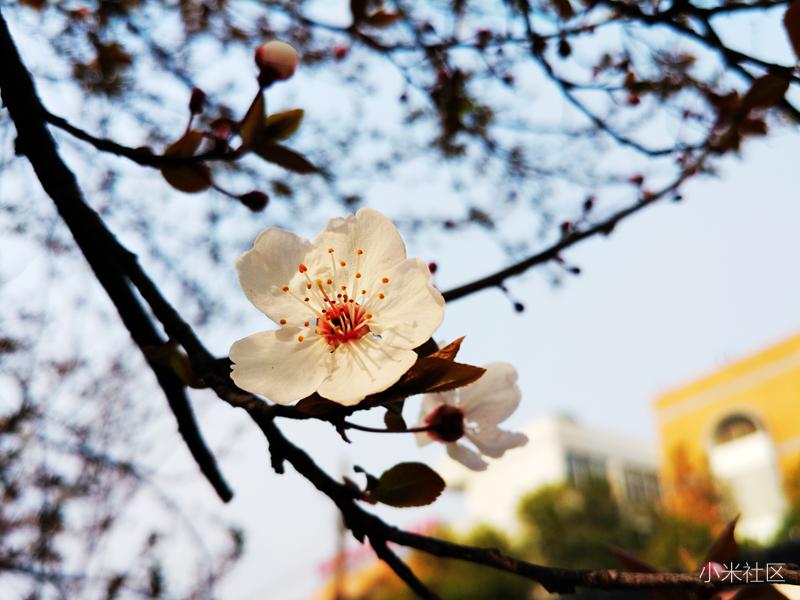 小米手机微距镜头使用方法,一招教你手机微距更清晰