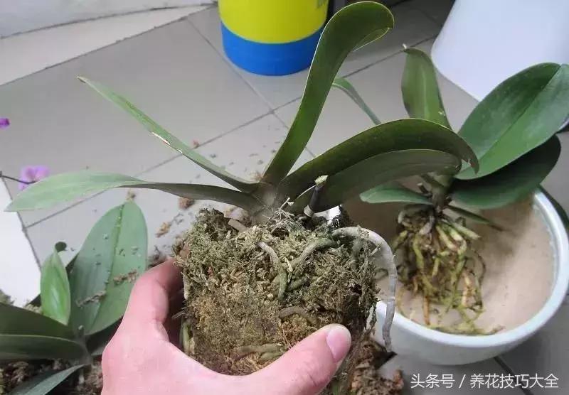 蝴蝶兰烂根怎么处理啊,怎么拯救蝴蝶兰烂根