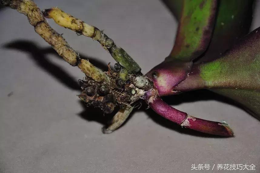 蝴蝶兰烂根怎么处理啊,怎么拯救蝴蝶兰烂根