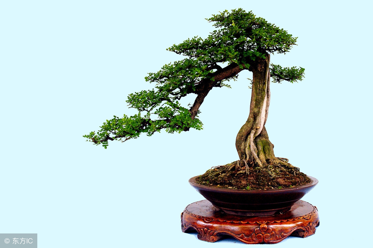 绝美优雅的盆景欣赏（太漂亮了，快分享给朋友吧！）