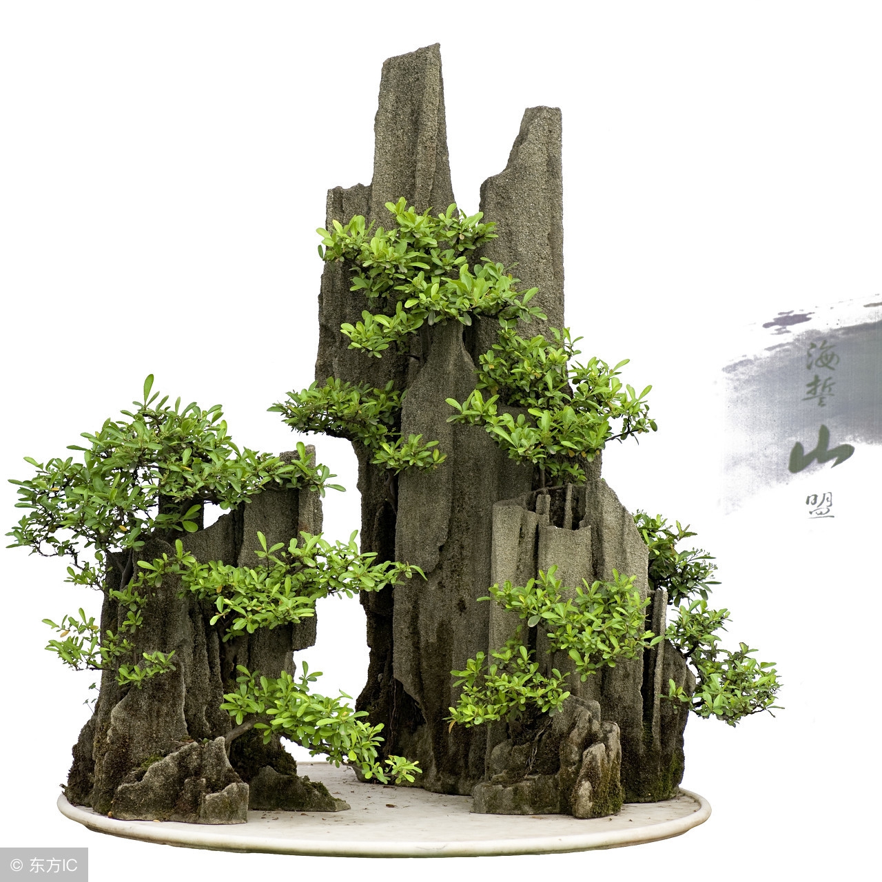 绝美优雅的盆景欣赏（太漂亮了，快分享给朋友吧！）