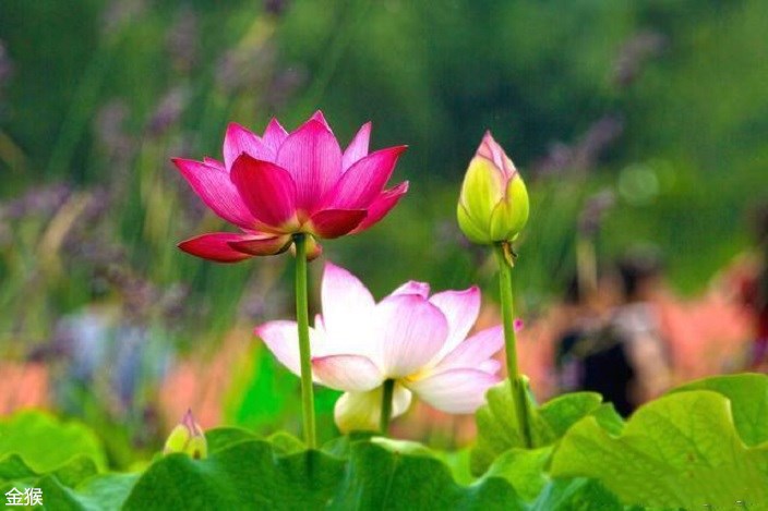 情感说不清道不明,1000种说不清道不明的情感