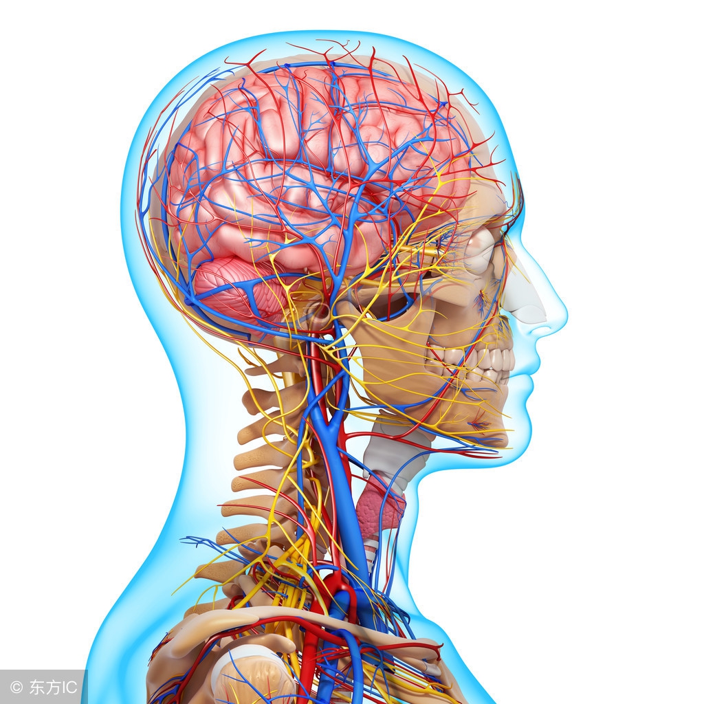 身体4个部位“青筋”凸出明显，可能预示健康有恙，请多加注意