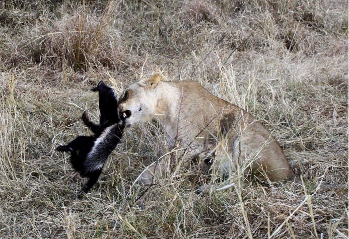 平头哥对战巨蜥,食蚁兽与平头哥对决